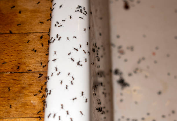 Best Wasp Removal Services  in Green Valley, AZ